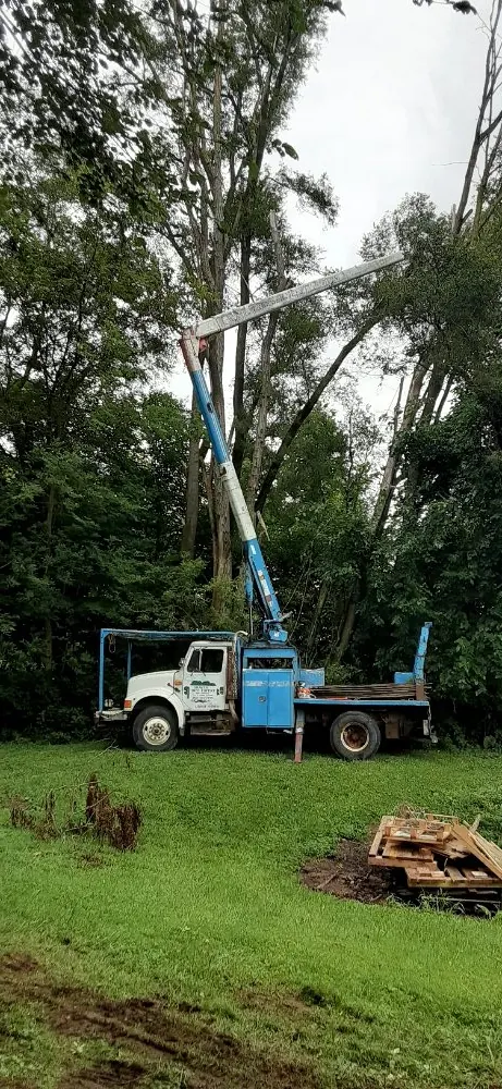 Bucket truck extended high into a stand of tall pines