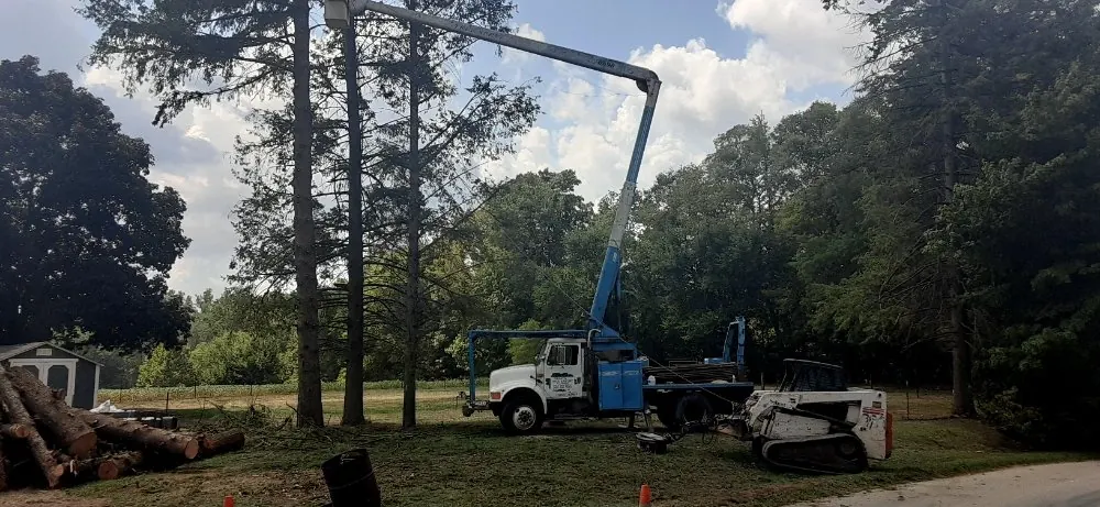 Bucket truck working in a stand of pines with cut logs and a skid steer in the yard