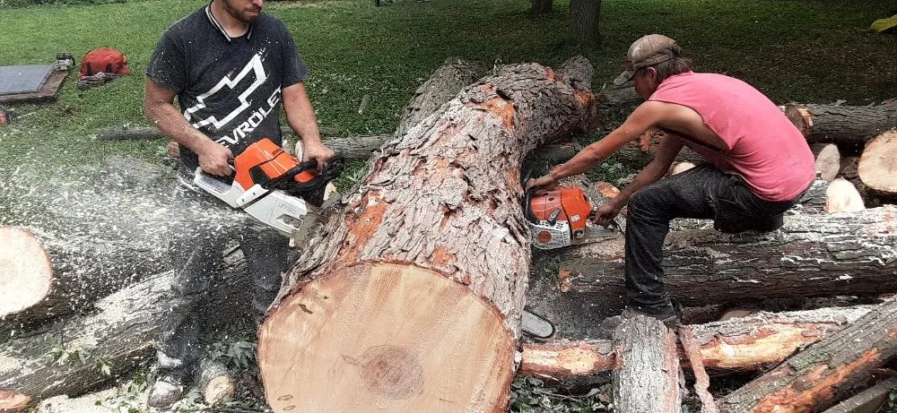 Two crew members cutting a large pine log with chainsaws