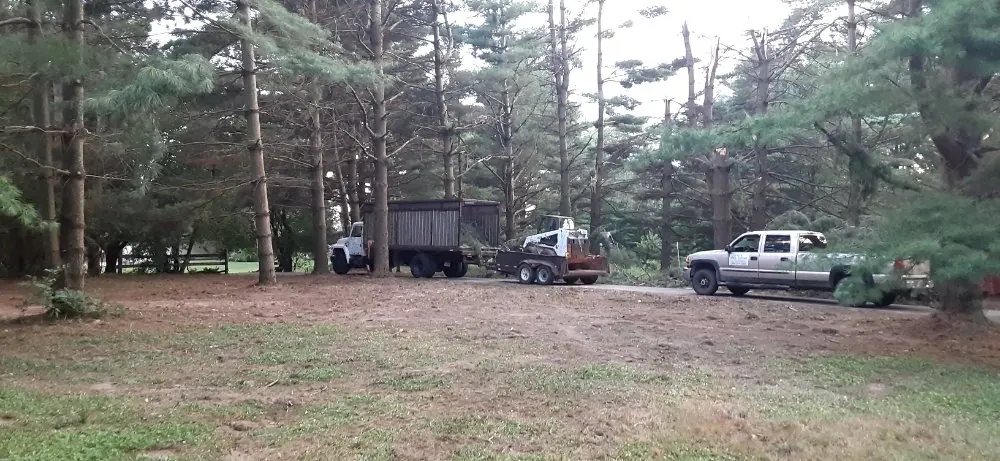 Cleared ground under tall pines with trucks and a trailer parked at the edge