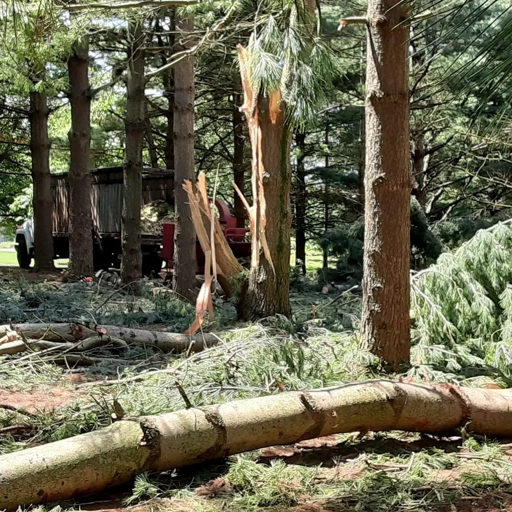 Pine trees snapped off by storm damage, with cut trunks lying on the ground
